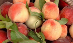 others: Red Velvet, Taeyeon, TXT, IU, IVE, Sunmi, Chungha, Gidle, Seventeen, Dreamcatcher, Enhypen